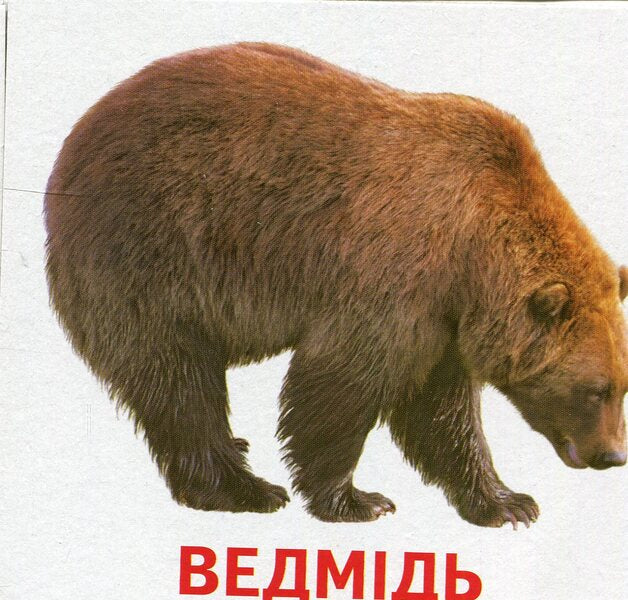 Animals and birds of Ukraine. Mini cards / Тварини та птахи України. Міні-картки  9789666792399-4