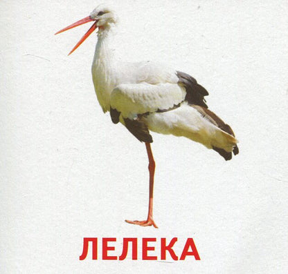 Animals and birds of Ukraine. Mini cards / Тварини та птахи України. Міні-картки  9789666792399-5