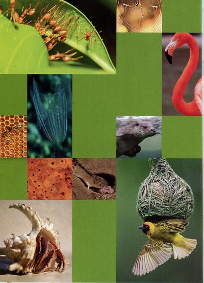 Animals are inventors and builders / Тварини-винахідники і будівельники Андрей Гапченко 978-966-935-604-8-6