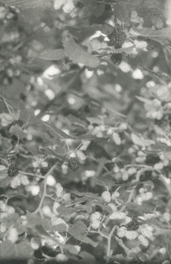 Art book 'I'm going home to eat a mulberry tree' by Katya Lesiv - ist publishing, 2025 / Артбук «Я їду додому їсти шовковицю з дерева» Катя Лесів - ist publishing, 2025 Катя Лесив 978-617-7948-60-4-4