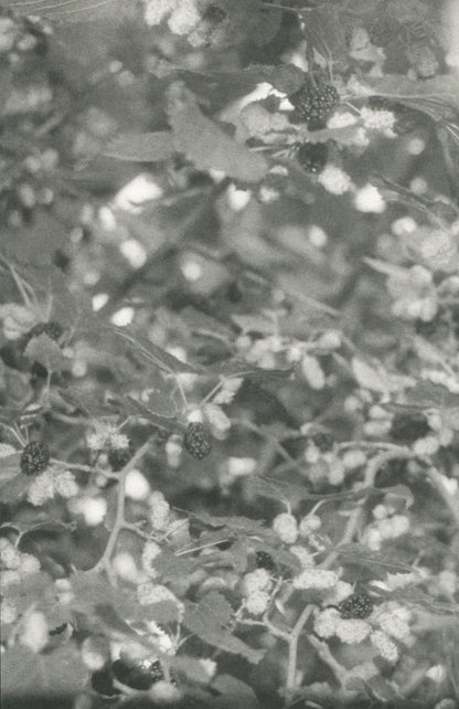 Art book 'I'm going home to eat a mulberry tree' by Katya Lesiv - ist publishing, 2025 / Артбук «Я їду додому їсти шовковицю з дерева» Катя Лесів - ist publishing, 2025 Катя Лесив 978-617-7948-60-4-4