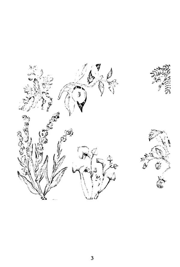 Ashkenazi's healing herbs. The forgotten legacy of great healers / Цілющі трави ашкеназі. Забута спадщина великих цілителів Адам Сигел, Деатра Коэн 978-611-01-3506-1-6