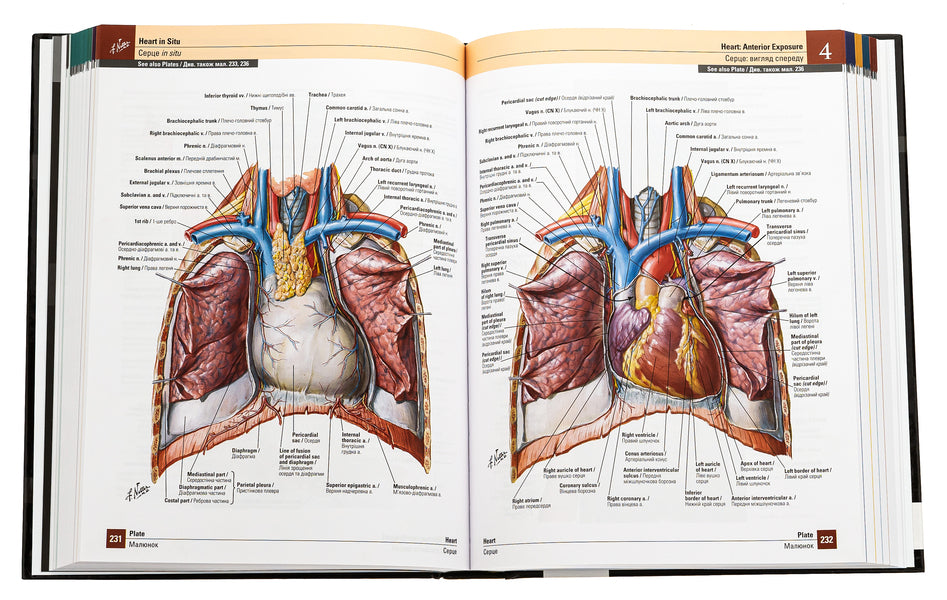 Atlas of human anatomy according to Netter. Classic area approach / Атлас анатомії людини за Неттером. Класичний ділянковий підхід Фрэнк Неттер 978-617-505-982-1-5