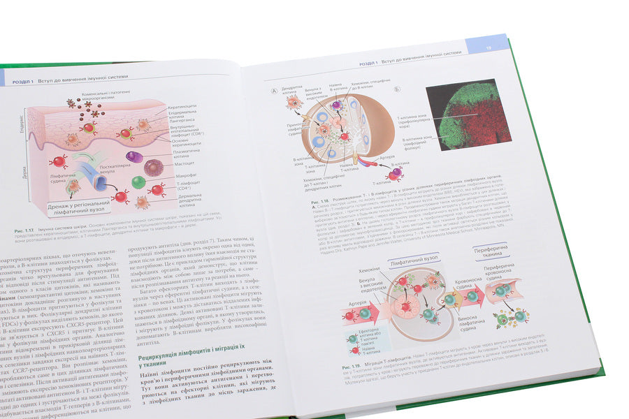 Basics of immunology. Functions and disorders of the immune system / Основи імунології. Функції та розлади імунної системи Абул К. Аббас 978-617-505-808-4-5