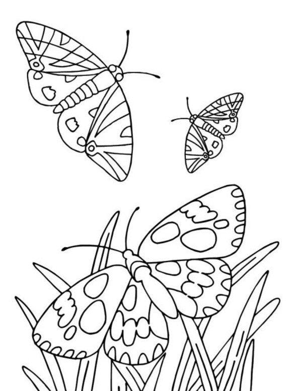 Big Book Of Coloring. Animals / Велика книга розмальовок. Тварини / Author not specified 9789667617622-3