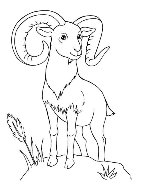 Big Book Of Coloring. Animals / Велика книга розмальовок. Тварини / Author not specified 9789667617622-5