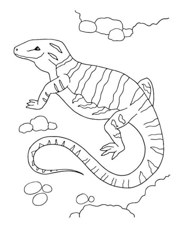 Big Book Of Coloring. Animals / Велика книга розмальовок. Тварини / Author not specified 9789667617622-6