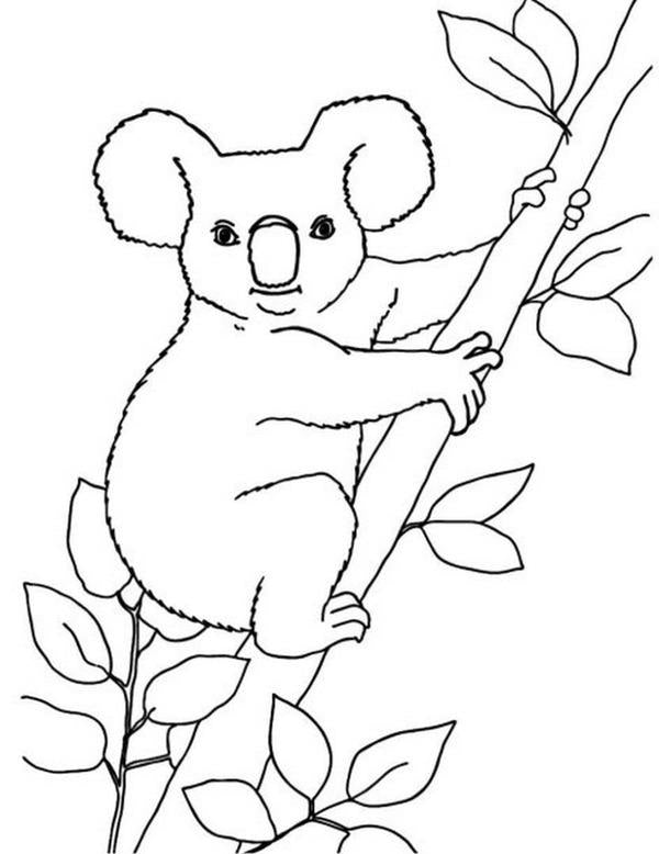 Big coloring book.Animals / Велика книга розмальовок. Тварини  9789667511234-4