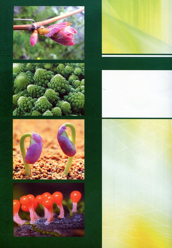 Biology. 6th grade Laboratory studies. Research workshop. Practical work. Projects / Біологія. 6 клас. Лабораторні дослідження. Дослідницький практикум. Практичні роботи. Проекти Лилия Мырна, Валерий Виркун, Марина Битюк 978-966-496-401-9-2