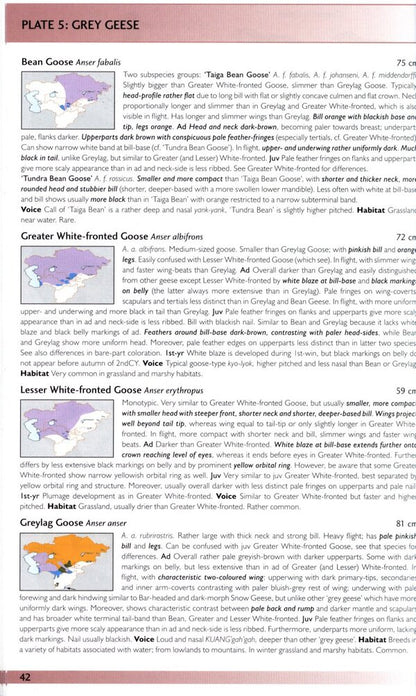 Birds of Central Asia / Birds of Central Asia Мануэль Швайзер, Рафаэль Айе, Тобиас Рот 9780713670387-2