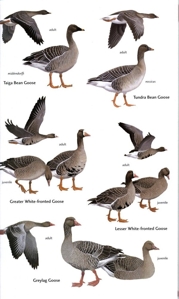 Birds of Central Asia / Birds of Central Asia Мануэль Швайзер, Рафаэль Айе, Тобиас Рот 9780713670387-3