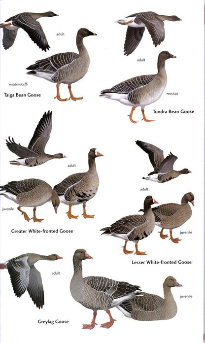 Birds of Central Asia / Birds of Central Asia Мануэль Швайзер, Рафаэль Айе, Тобиас Рот 9780713670387-3