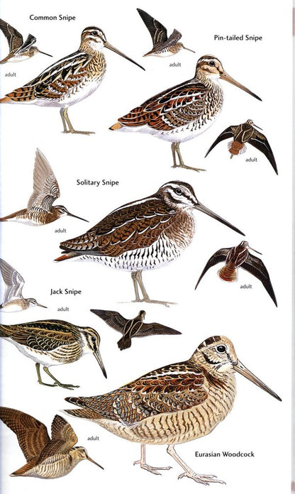 Birds of Central Asia / Birds of Central Asia Мануэль Швайзер, Рафаэль Айе, Тобиас Рот 9780713670387-4