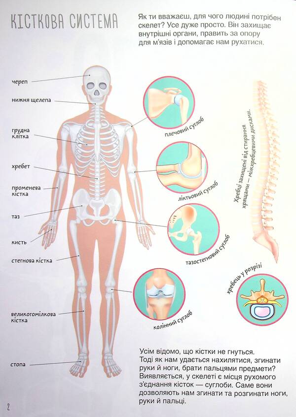 Book with stickers.Human body / Книжка з наліпками. Тіло людини  978-617-547-046-6-3