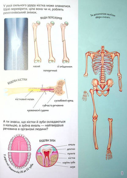 Book with stickers.Human body / Книжка з наліпками. Тіло людини  978-617-547-046-6-4