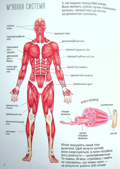 Book with stickers.Human body / Книжка з наліпками. Тіло людини  978-617-547-046-6-5