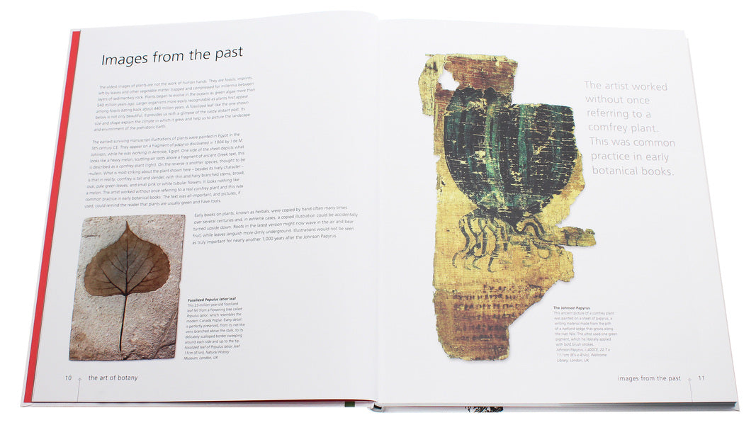 Botany For The Artist Sarah Simblet / Сара Симблет 9780241426425-4