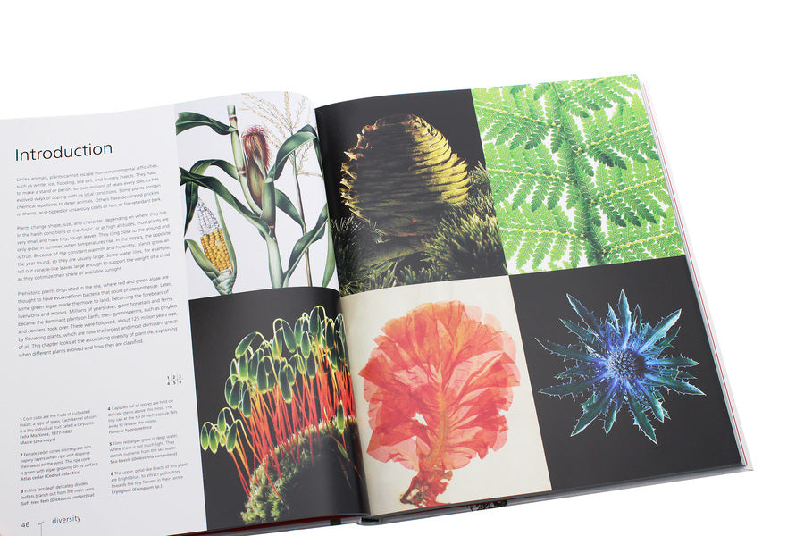 Botany For The Artist Sarah Simblet / Сара Симблет 9780241426425-5