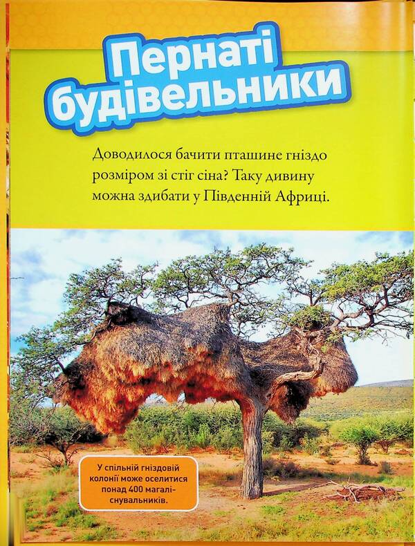 Building Animals / Тварини-будівники Libba Romero / Ліббі Ромеро 9786171600423-6