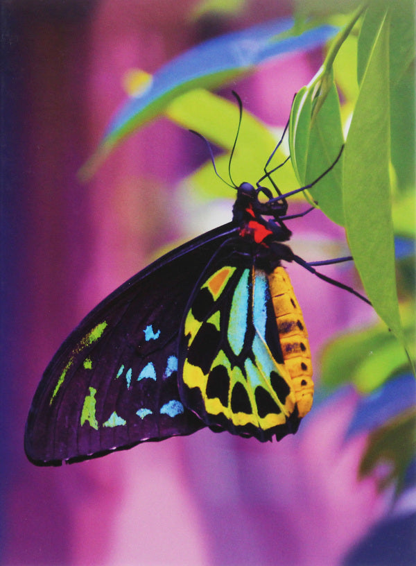 Butterfly / Butterfly  978-3-95570-695-1-1