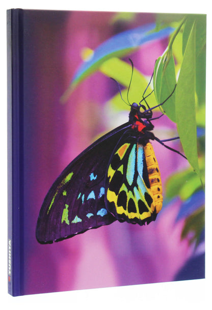 Butterfly / Butterfly  978-3-95570-695-1-3