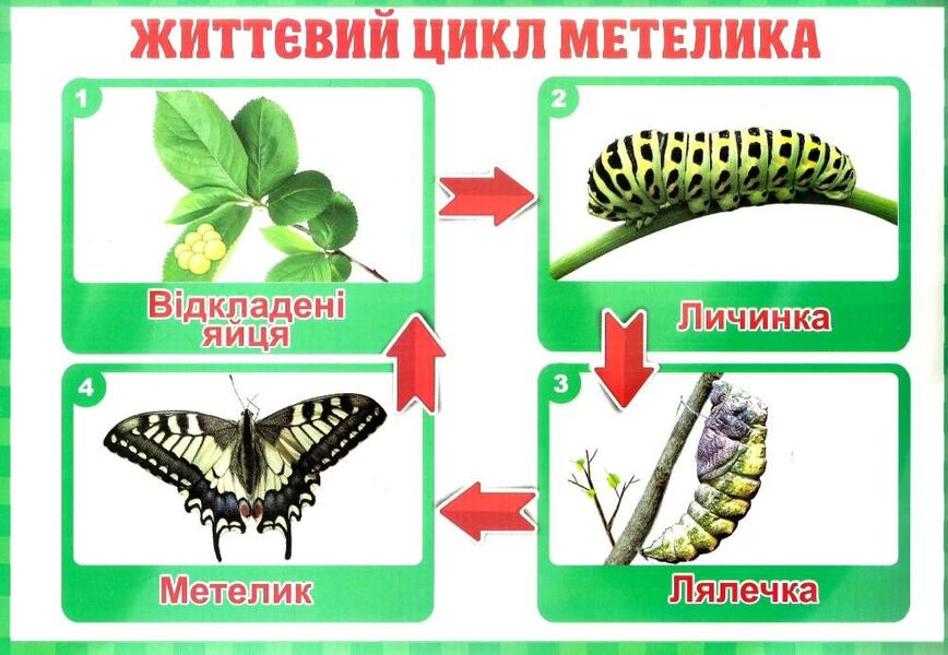 Changes. The teacher's portfolio. Didactic materials. 2nd class / Зміни. Тека вчителя. Дидактичні матеріали. 2 клас Ирина Волошина 4823076147921-5