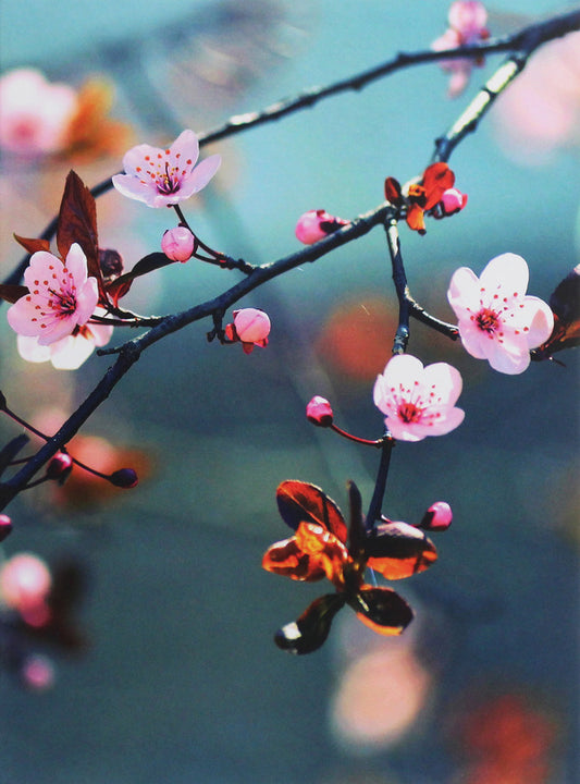 Cherry Blossoms / Cherry Blossoms  978-3-96013-485-5-1