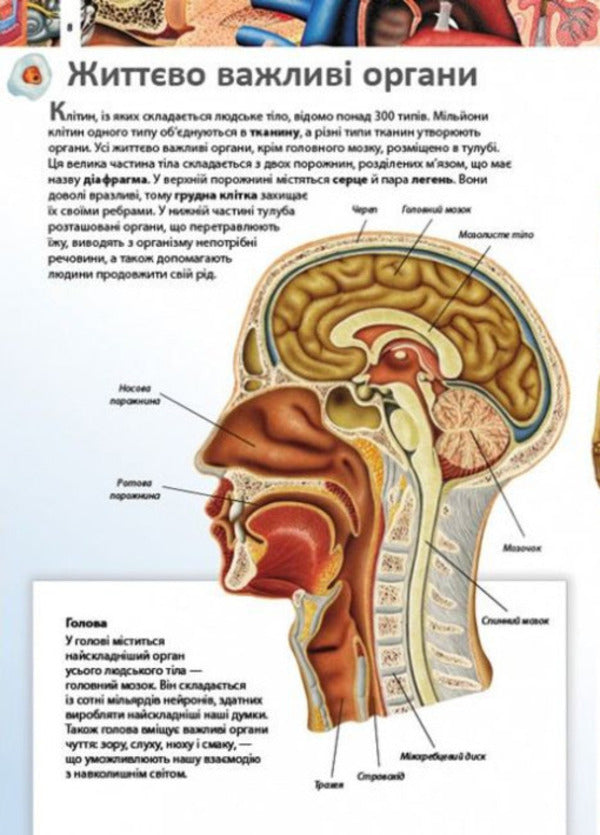 Children's encyclopedia.Human body / Дитяча енциклопедія. Тіло людини  9789664663240-2