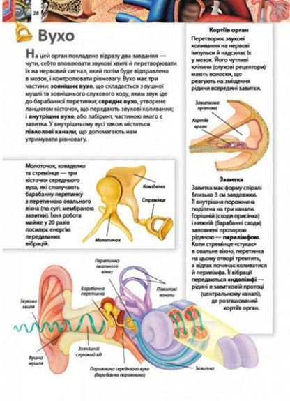 Children's encyclopedia.Human body / Дитяча енциклопедія. Тіло людини  9789664663240-4