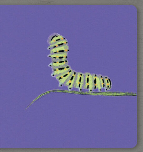 Collect the rainbow. Insects / Collect the rainbow. Insects Екатерина Таберко 9786177940516-5