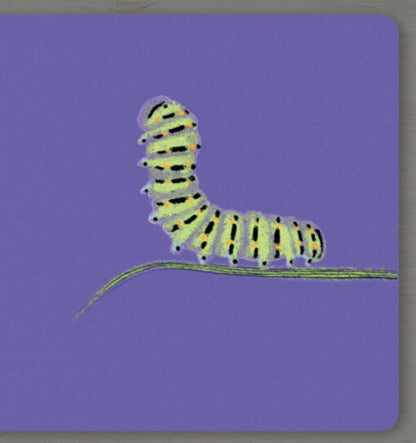 Collect the rainbow. Insects / Collect the rainbow. Insects Екатерина Таберко 9786177940516-5