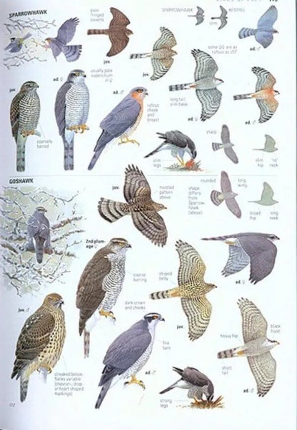 Collins Bird Guide Lars Svensson / Ларс Свенссон 9780008547455-4