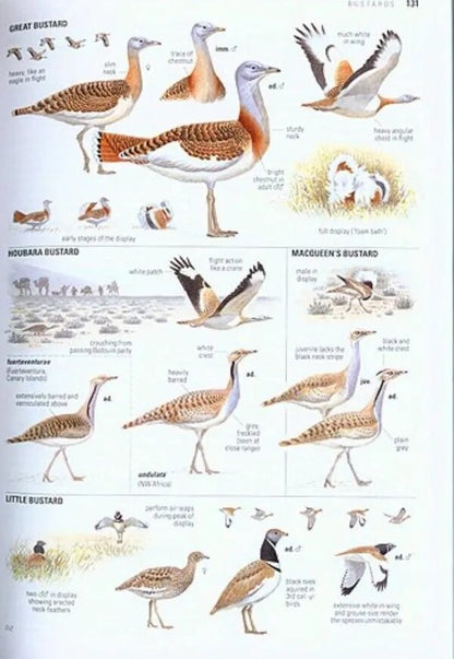 Collins Bird Guide Lars Svensson / Ларс Свенссон 9780008547455-5