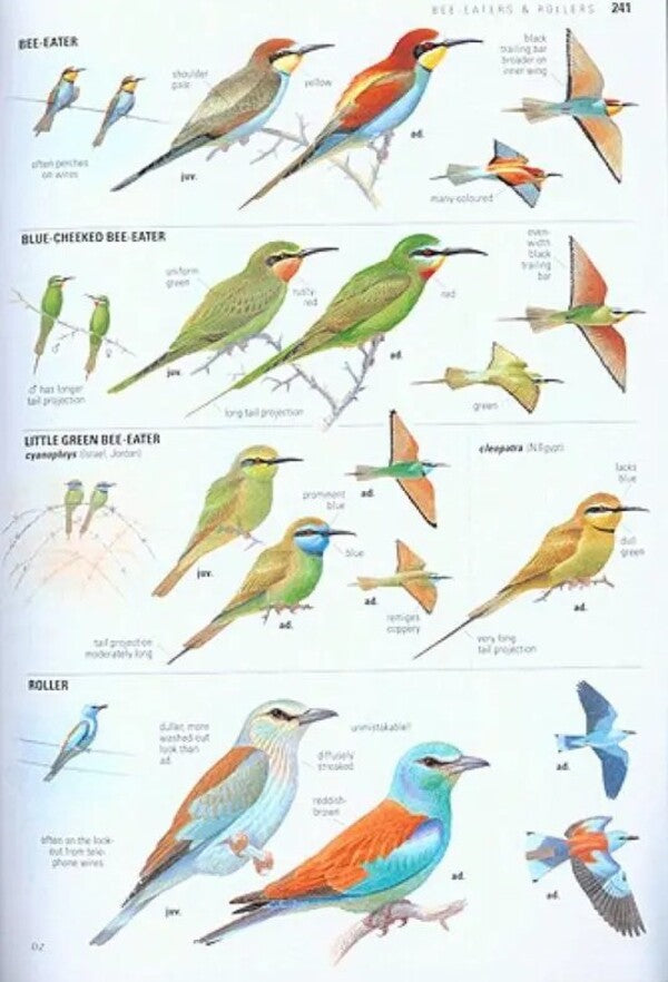 Collins Bird Guide Lars Svensson / Ларс Свенссон 9780008547455-6