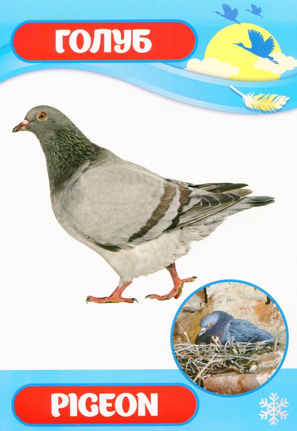 Didactic material. Let's tell the children. About birds of Ukraine / Дидактичний матеріал. Розповімо дітям. Про птахів України  4823076150396-3