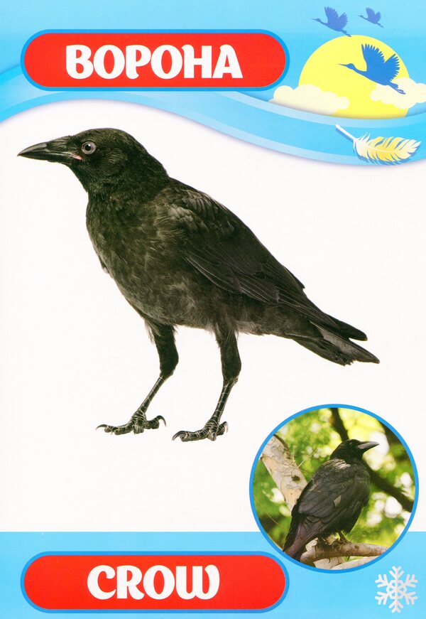 Didactic material. Let's tell the children. About birds of Ukraine / Дидактичний матеріал. Розповімо дітям. Про птахів України  4823076150396-4