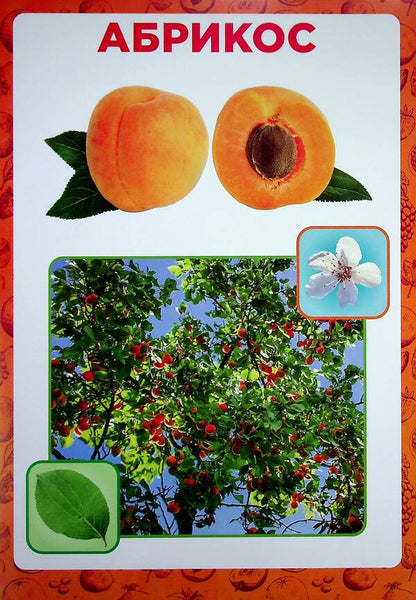 Didactic material. Let's tell the children. About fruits and berries / Дидактичний матеріал. Розповімо дітям. Про фрукти та ягоди  4823076150440-3