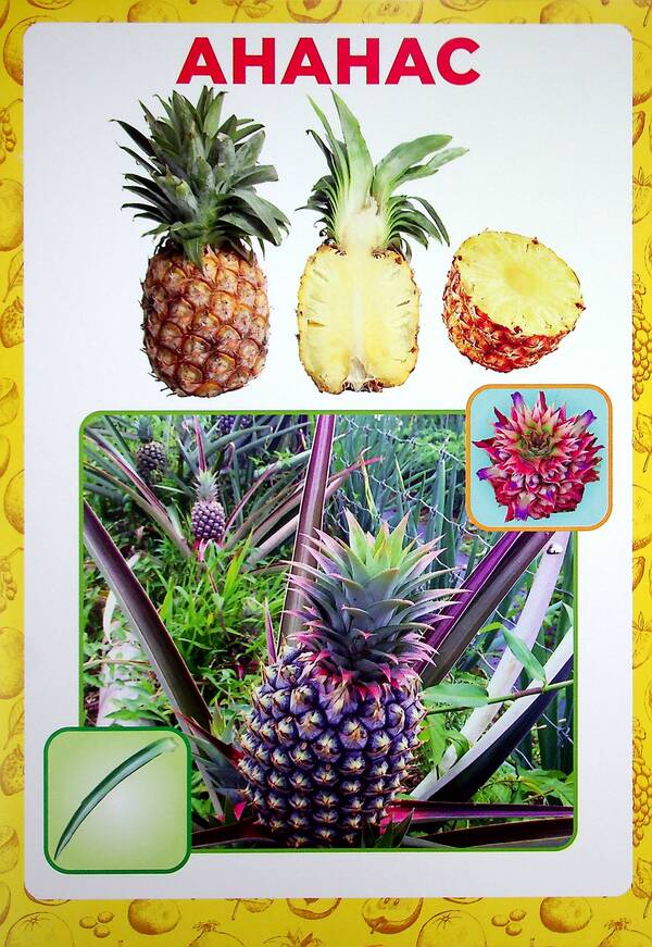 Didactic material. Let's tell the children. About fruits and berries / Дидактичний матеріал. Розповімо дітям. Про фрукти та ягоди  4823076150440-4