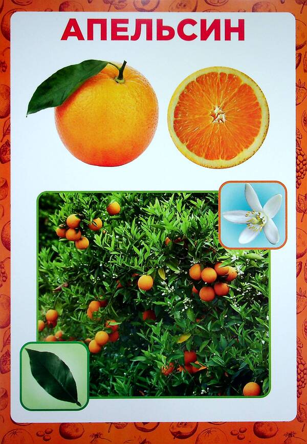 Didactic material. Let's tell the children. About fruits and berries / Дидактичний матеріал. Розповімо дітям. Про фрукти та ягоди  4823076150440-5