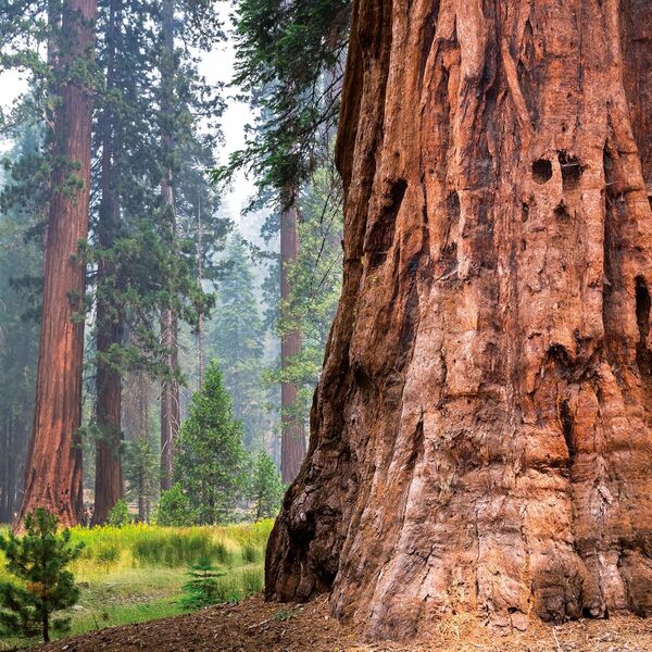 Die Kraft Der Bäume/The Power Of Trees/Le Pouvoir Des Arbres 2026 / Author not specified 9783959295994-3