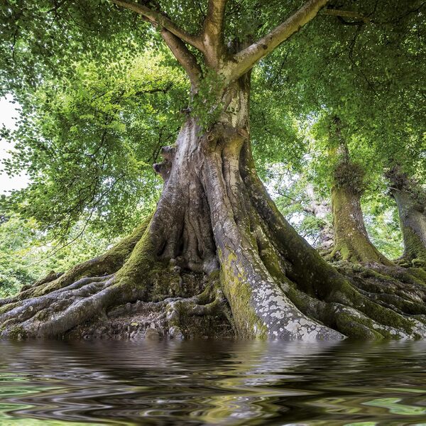 Die Kraft Der Bäume/The Power Of Trees/Le Pouvoir Des Arbres 2026 / Author not specified 9783959295994-4