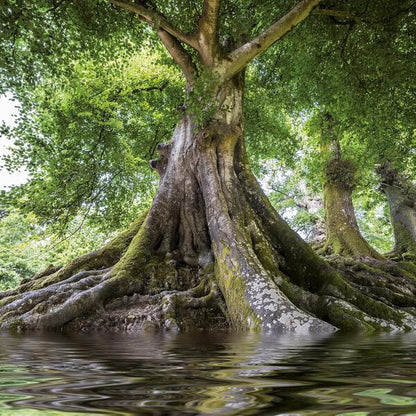 Die Kraft Der Bäume/The Power Of Trees/Le Pouvoir Des Arbres 2026 / Author not specified 9783959295994-4