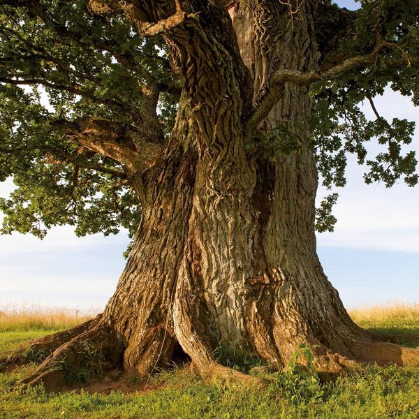 Die Kraft Der Bäume/The Power Of Trees/Le Pouvoir Des Arbres 2026 / Author not specified 9783959295994-5