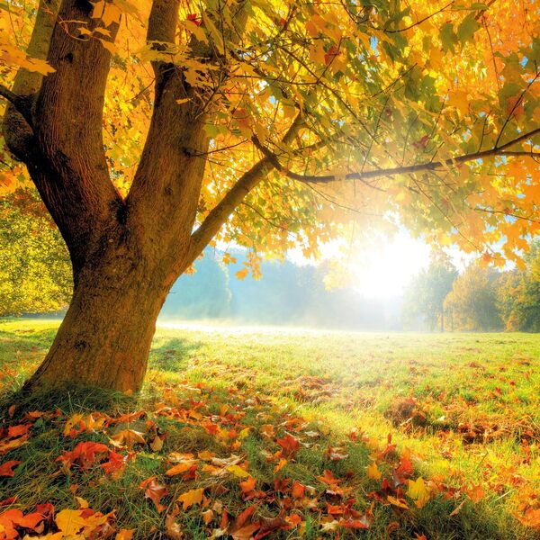 Die Kraft Der Bäume/The Power Of Trees/Le Pouvoir Des Arbres 2026 / Author not specified 9783959295994-6