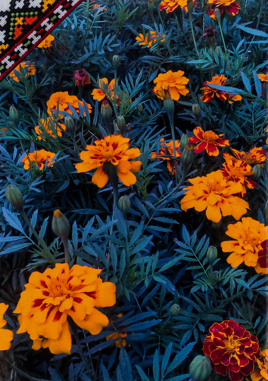 Do not touch my land, because it is sacred / Не торкай мою землю, бо священна вона Антонина Листопад 9786177324514-2