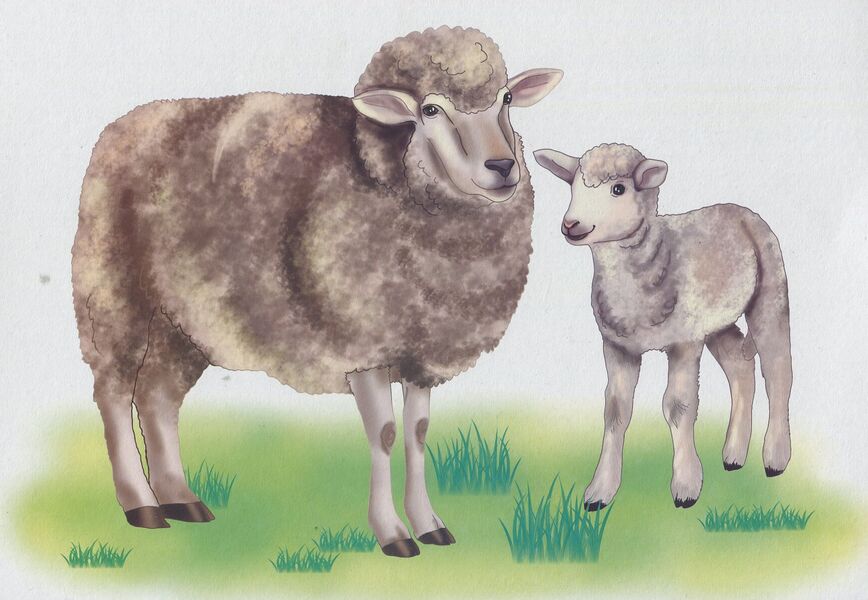 Domestic and wild animals. Demonstration cards / Свійські та дикі тварини. Демонстраційні картки Оксана Корнеева, Георгий Давидов 978-966-07-2402-0-5