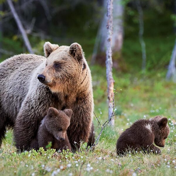 Dwellers Of The Woodlands 2026 / Author not specified 9783959295246-3