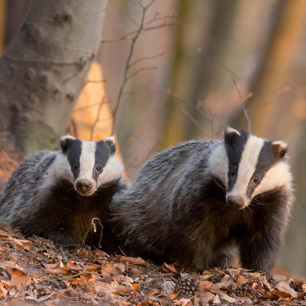 Dwellers Of The Woodlands 2026 / Author not specified 9783959295246-4