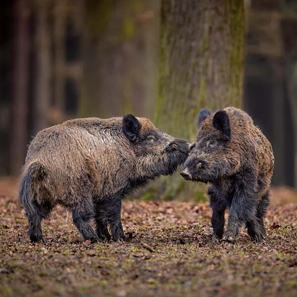 Dwellers Of The Woodlands 2026 / Author not specified 9783959295246-5