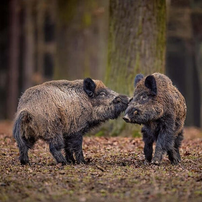 Dwellers Of The Woodlands 2026 / Author not specified 9783959295246-5